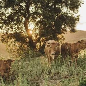 Lote Campo